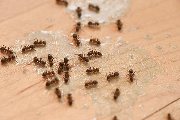 Best Bed Bug Extermination  in Oradell, NJ