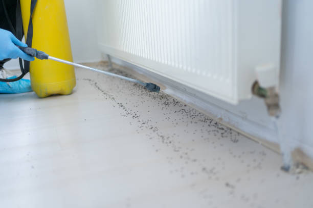 Best Spider Control Near Me  in Oradell, NJ