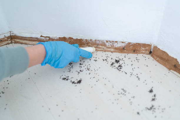 Best Local Pest Control Services  in Oradell, NJ