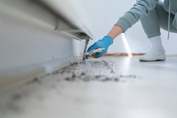 Best Insect Control  in Oradell, NJ